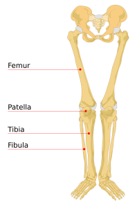 Illustration of human leg bones, with labels for major parts