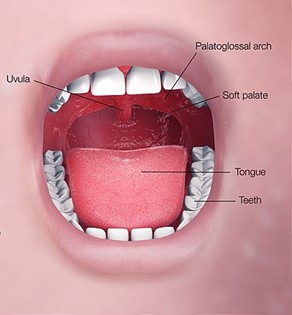 Illustration showing the oral cavity