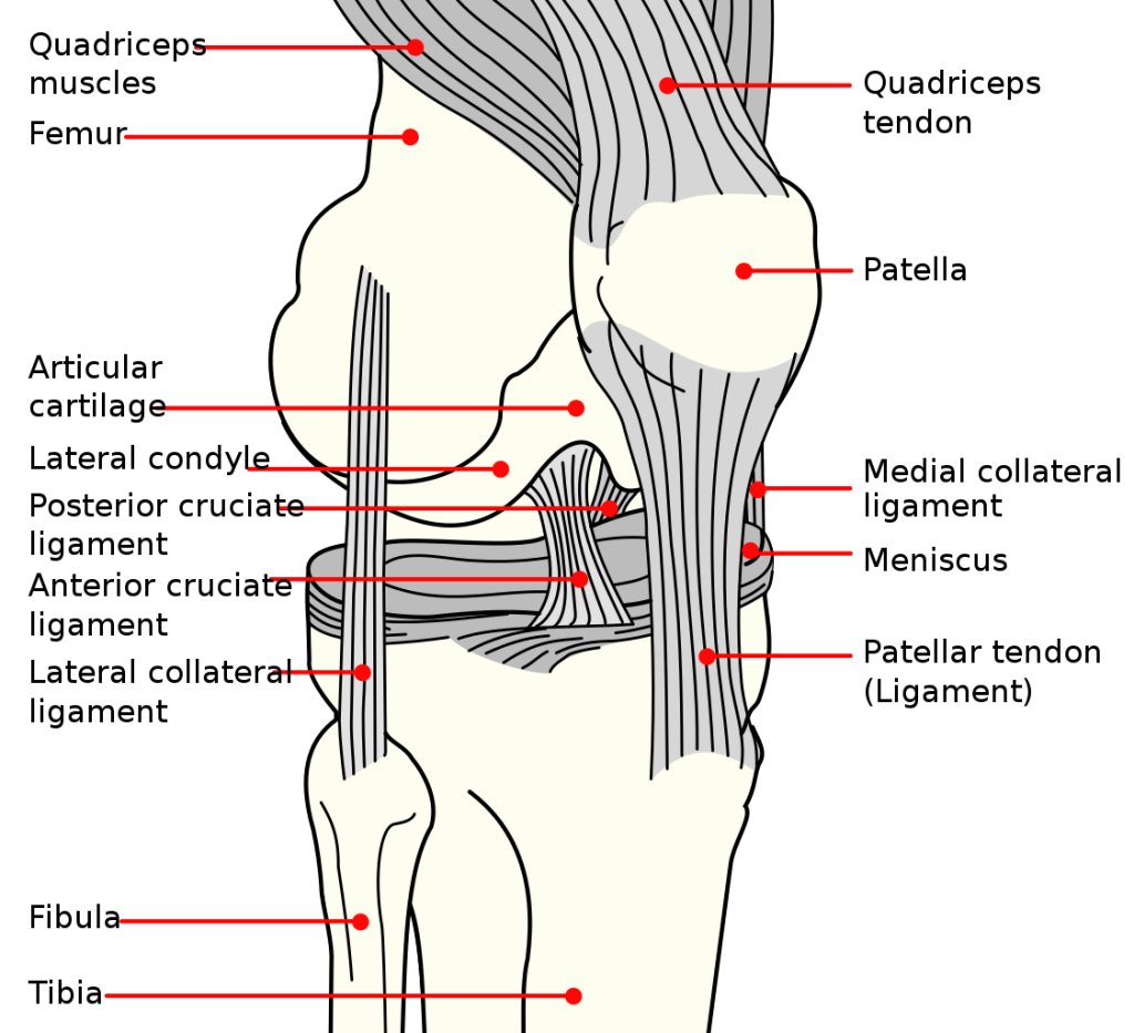 Illustration showing knee joint with labels for major parts