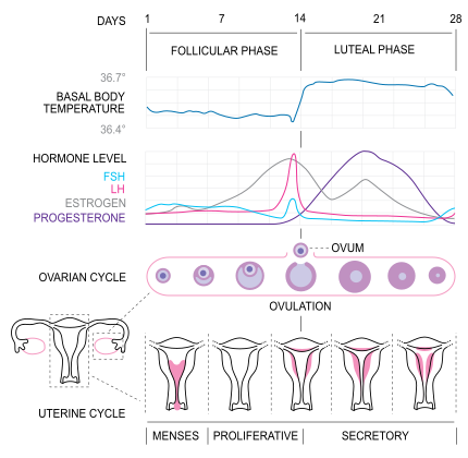 Infographic showing the phases of the menstrual cycle