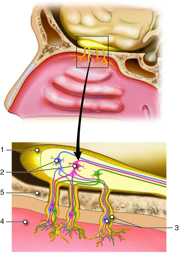 Illustration showing Anatomy of the Structures Involved in Smell (Olfaction). The olfactory bulb (1) contains mitral cells (2) that receive information from the olfactory cells (6). The olfactory cells are found within the nasal epithelium (4) and pass their information through the cribriform plate (3) of the ethmoid bone. Numbered labels
