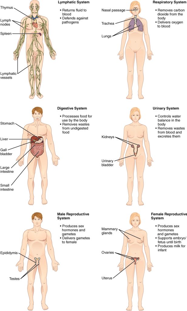 Illustration showing six organ systems of the human body.