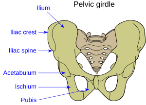 Illustration of human hip and pelvis bones, with labels for major parts
