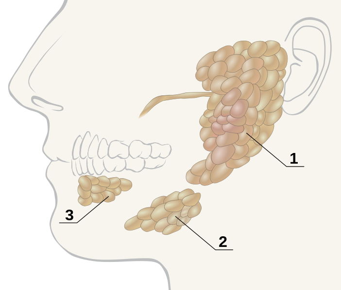 Illustration showing Salivary Glands 1) Parotid gland, 2) Submandibular gland, 3) Sublingual gland