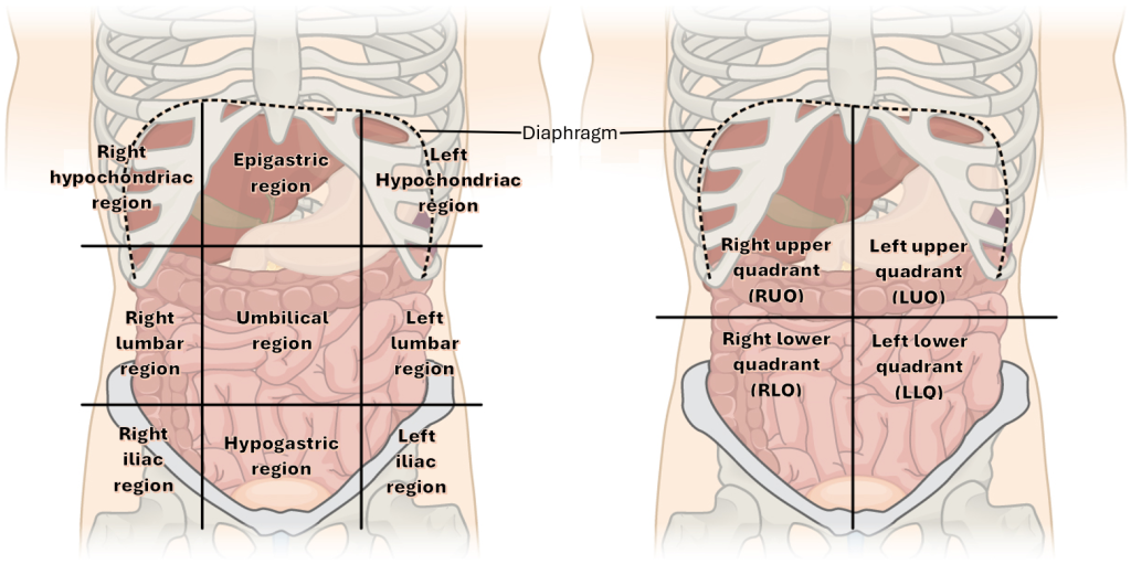 Illustration showing abdominopelvic regions and quadrants with text labels