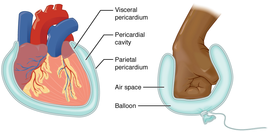Illustration of Serous Membranes of the Pericardium Compared to an image of a Fist Surrounded by Two Membranes of an Air-Filled Balloon
