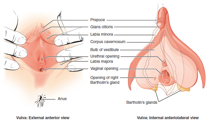 Illustration showing external anterior and internal anteriolateral views of female genitalia
