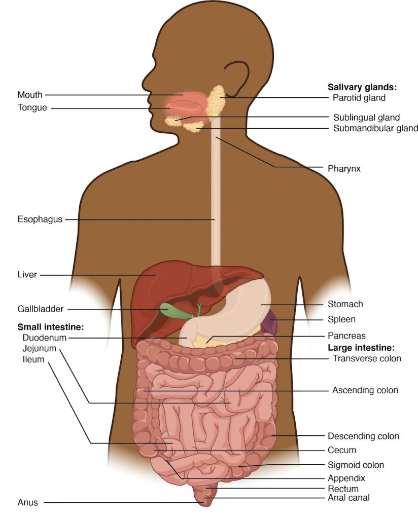 Illustration showing human digestive system with labels for major parts