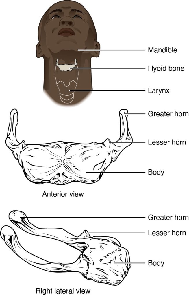 Illustration of human hyoid bone and location, with labels for major parts