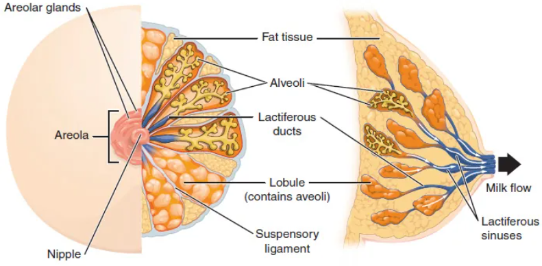 Illustration showing anatomy of female breast, with textual labels