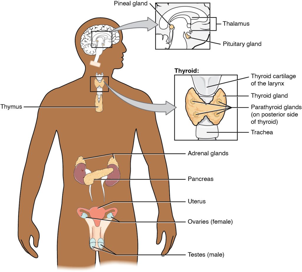 Illustration of the endocrine system with labels for major parts