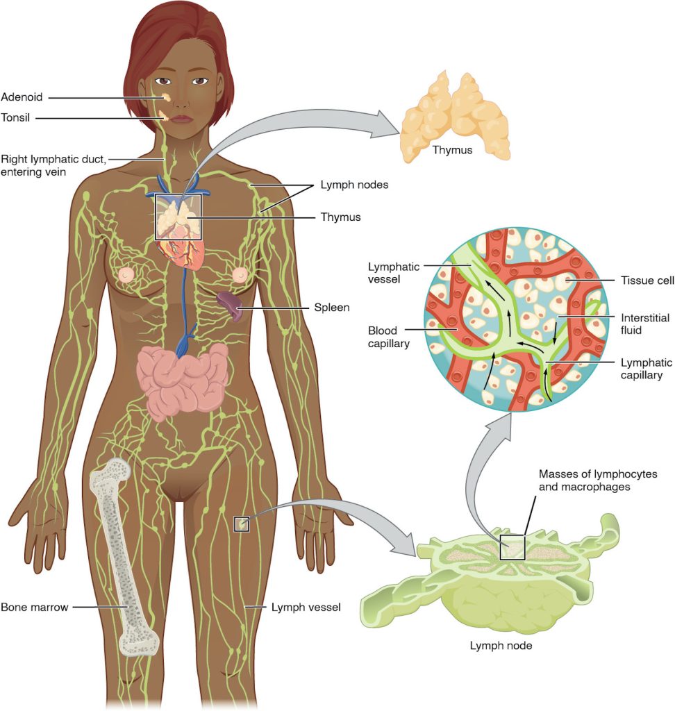 Illustration showing anatomy of lymphatic system in a female figure, with closeups for major parts