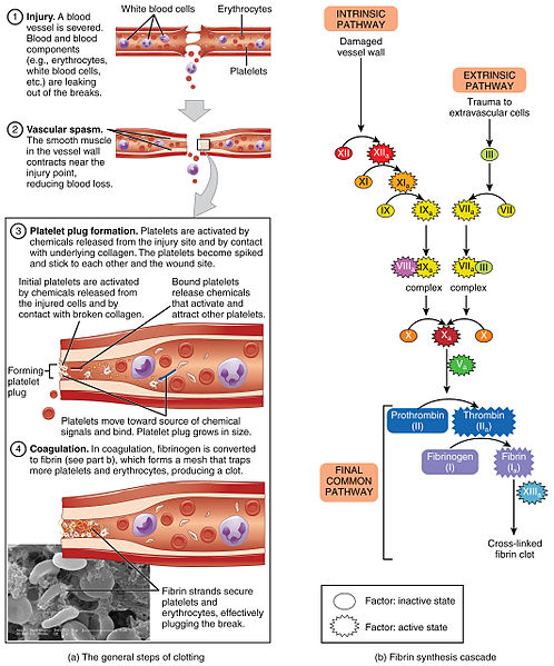 Infographic showing hemostasis with textual labels for major processes and pathways