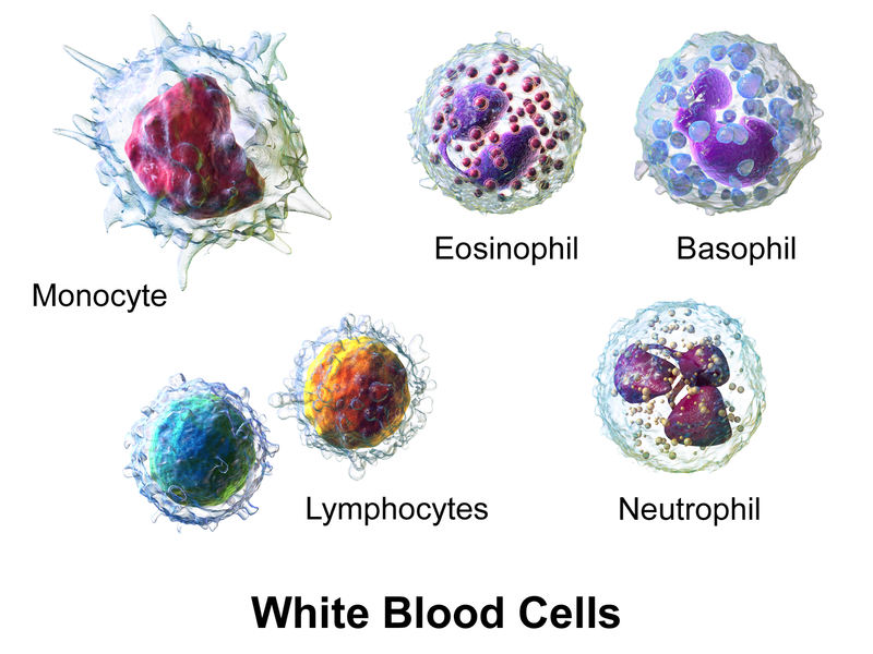 Illustration showing different types of white blood cells