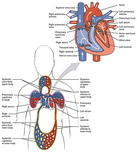 Illustration showing Chambers of the Heart and Blood Circulation to the Lungs and Throughout the Body, with text labels for major parts