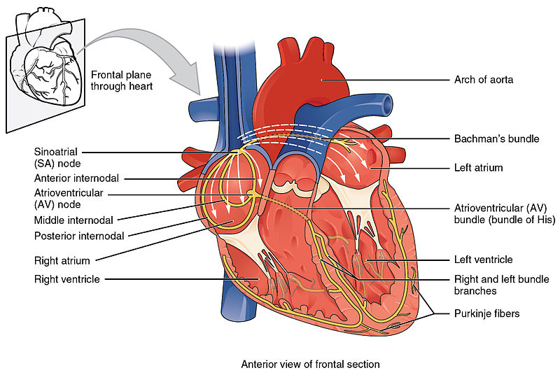 Illustration showing Components of the Cardiac Conduction System, with text labels for major parts
