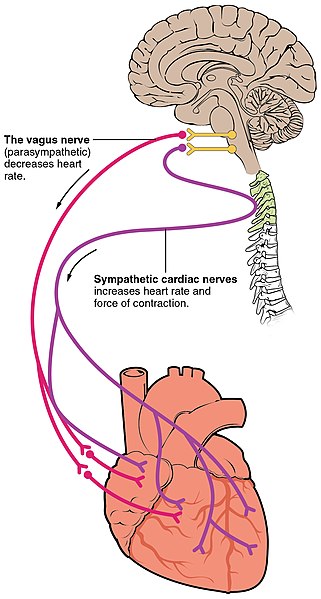 Illustration showing ANS Stimulation of the Heart Includes Sympathetic and Parasympathetic Stimulation