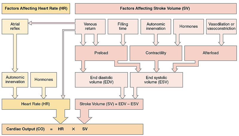 Image showing major factors influencing cardiac output presented in a text workflow