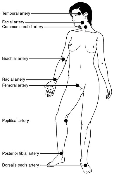 Illustration showing nine pulse points on a female figure