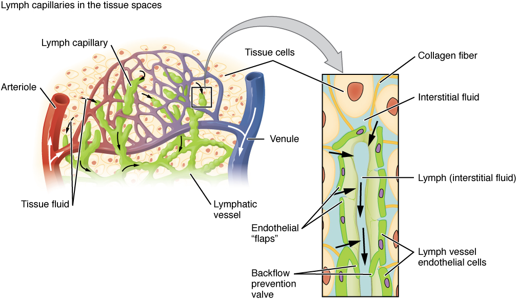 Illustration showing lymph capillaries in the tissue spaces, with textual labels for major structures