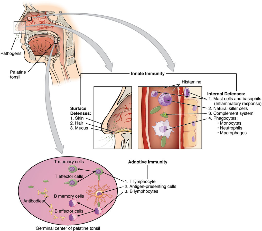 Illustration showing an infographic on Innate Immunity and Specific Adaptive Immunity