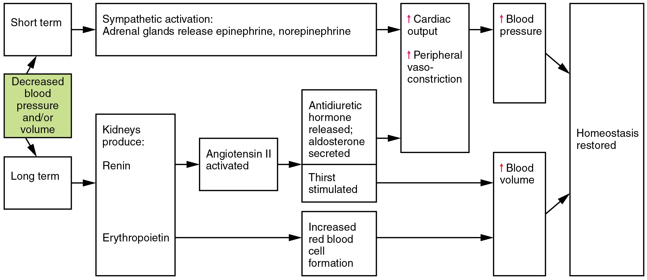 Image showing Hormones involved in renal control of blood pressure