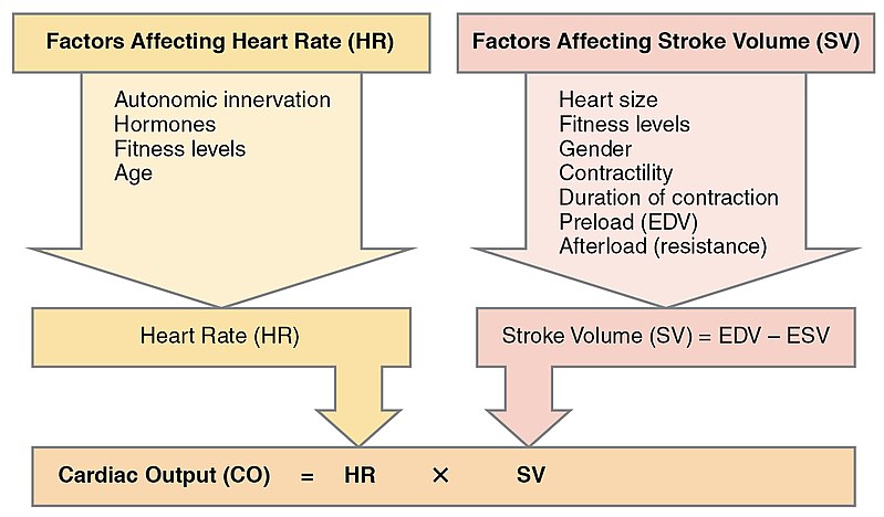 Image showing factors that affect cardiac output in a workflow with text