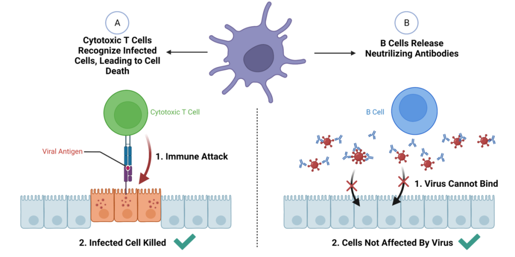 Illustration showing functions of cytotoxic T cells and B cells