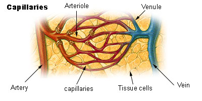 Illustration showing internal closeup view of capillaries, with text labels identifying various parts