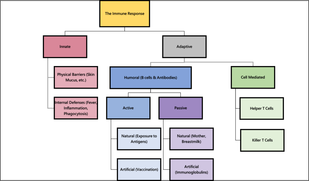 Image showing a flowchart representation of the immune response