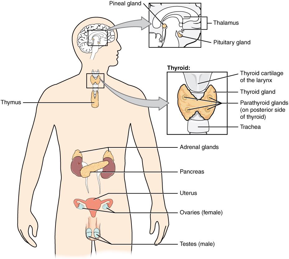 Illustration showing Endocrine System of a human figure with closeups and text labels for major areas