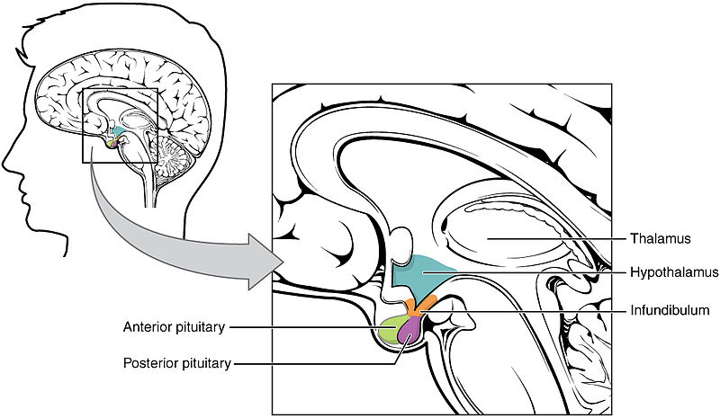 Illustration showing the Hypothalamus–Pituitary Complex with text labels for major areas