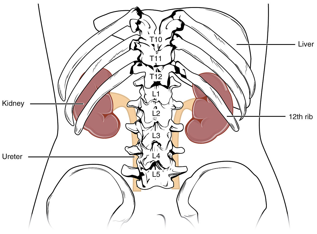 Illustration showing placement of kidneys within the skeleton of the human torso