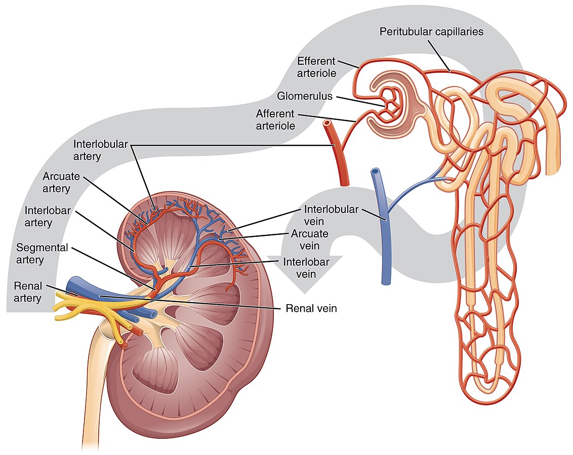 Illustration showing Blood Flow in the Kidneys with text labels and closeup of peritubular capillaries