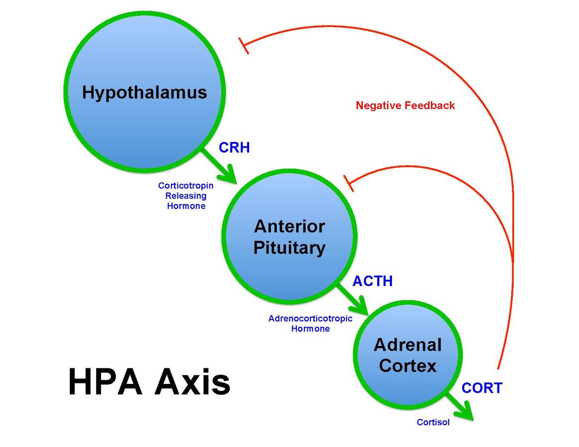 Illustration showing the Hypothalamus-Pituitary-Adrenal Axis with text labels