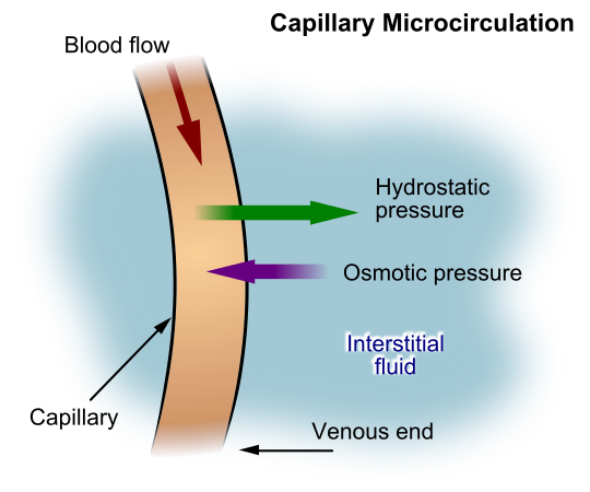 Illustration showing Hydrostatic and Osmotic Pressures in Capillaries with text labels indicating pressure and major areas