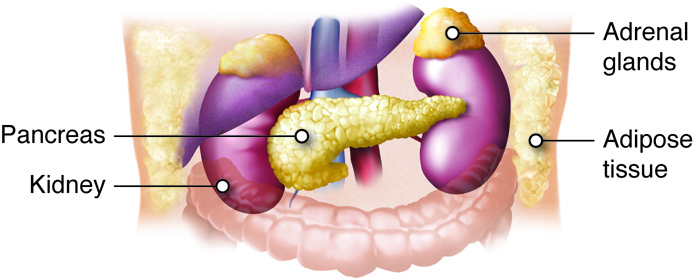 Illustration showing Location of Adrenal Glands