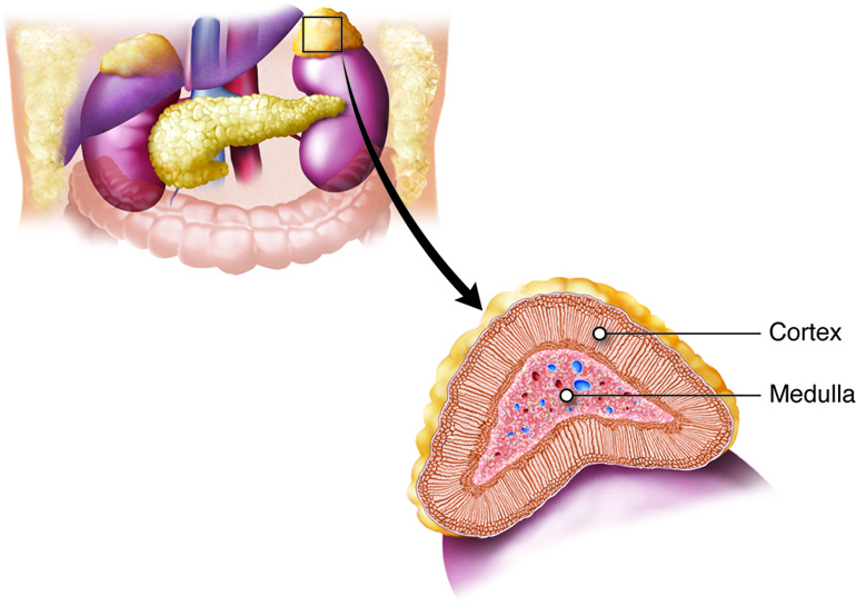 Illustration showing the Adrenal Cortex and Adrenal Medulla