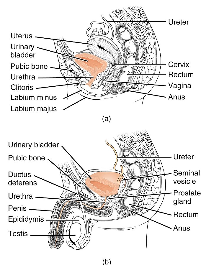 Illustration showing female and male urethra structures with text labels for major areas