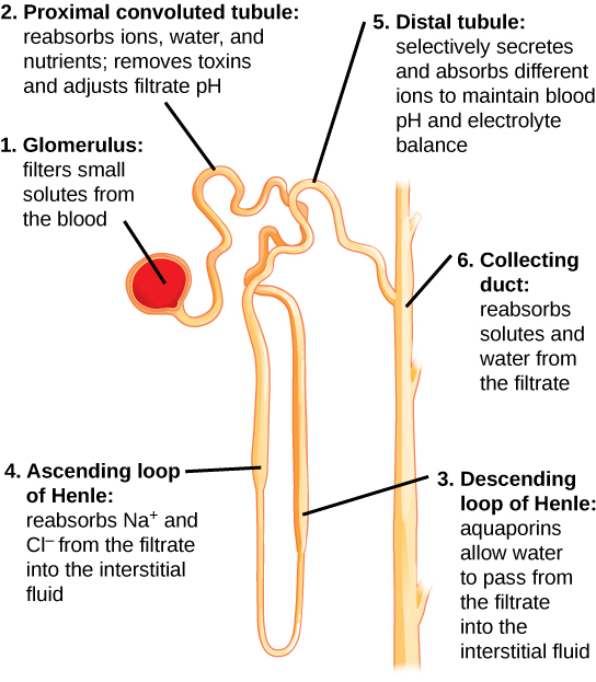 Illustration showing nephron structure with text labels for major areas