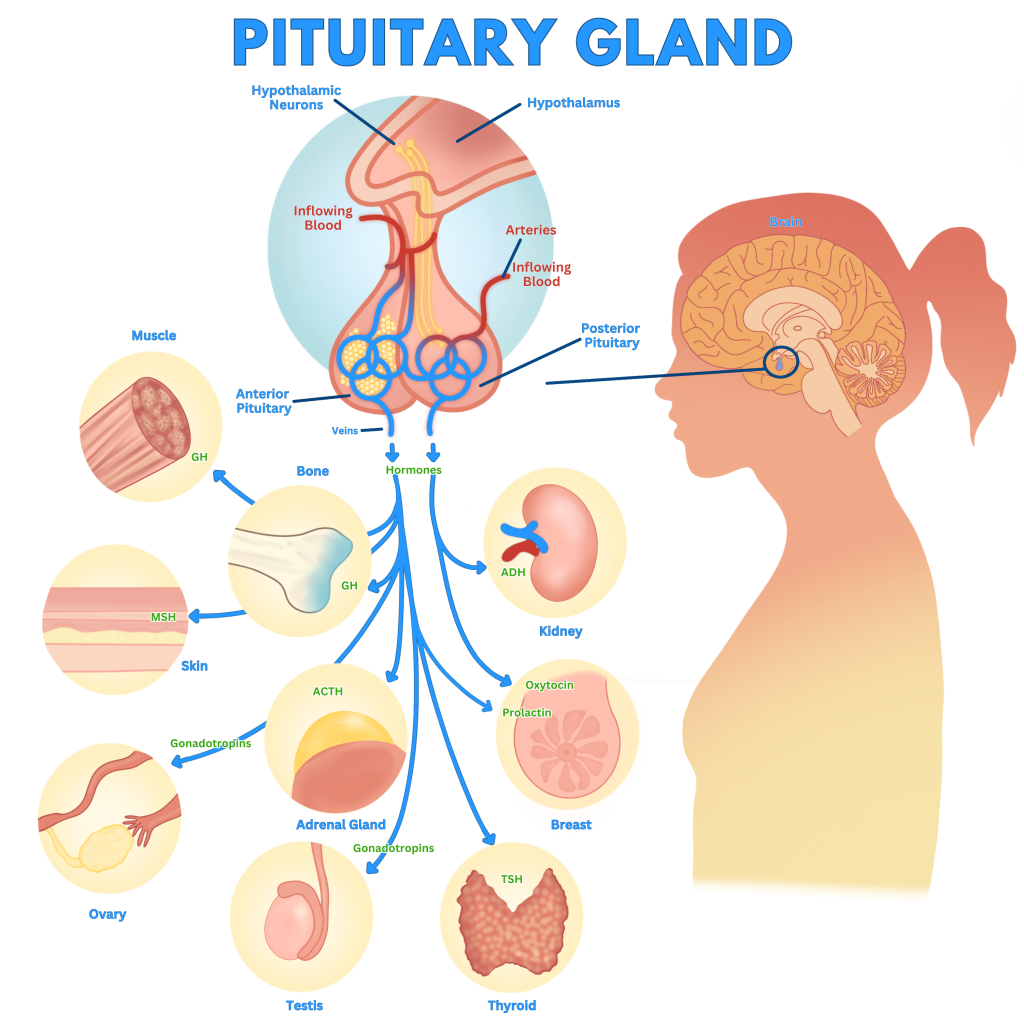 Illustration showing various parts of the body that are affected by pituitary gland hormones
