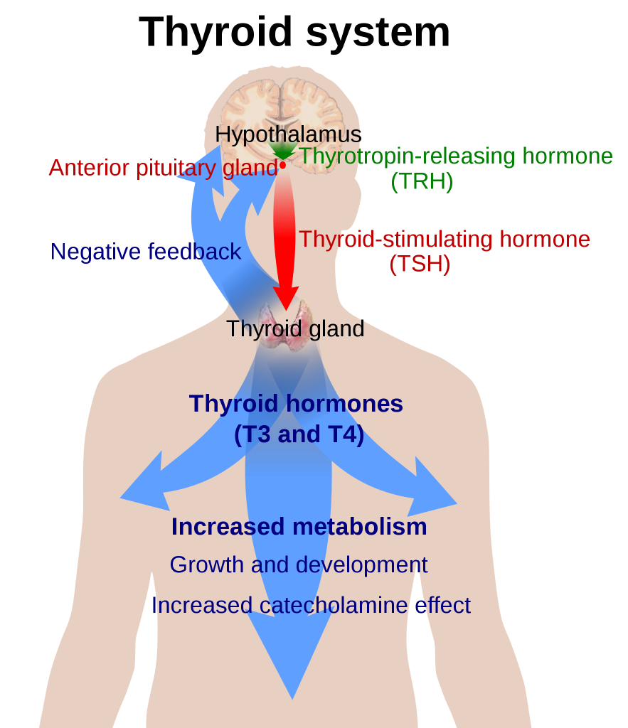 Illustration showing Hypothalamus-Pituitary-Thyroid Axis and Negative Feedback Loop with text labels and arrows to indicate direction of loop