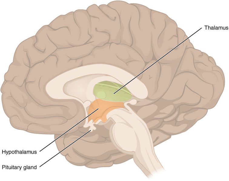 Illustration showing Hypothalamus and Thalamus with text labels for major structures