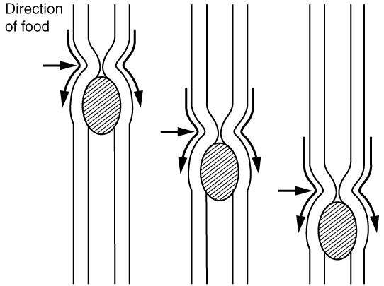 Illustration showing peristalsis with arrows to indicated direction of food movement