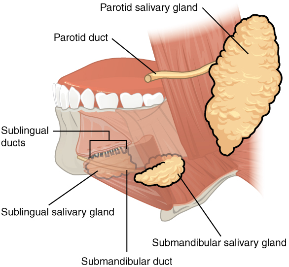 Illustration showing salivary glands with text labels for major parts