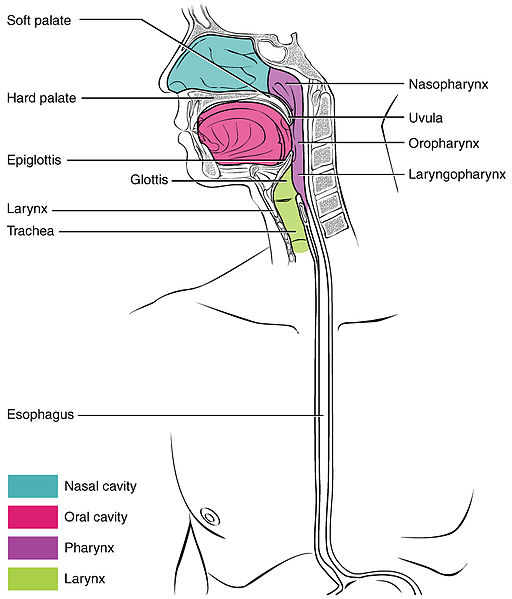 Illustration showing internal areas of the human pharynx, including oral and nasal cavities, larynx, and esophagus.