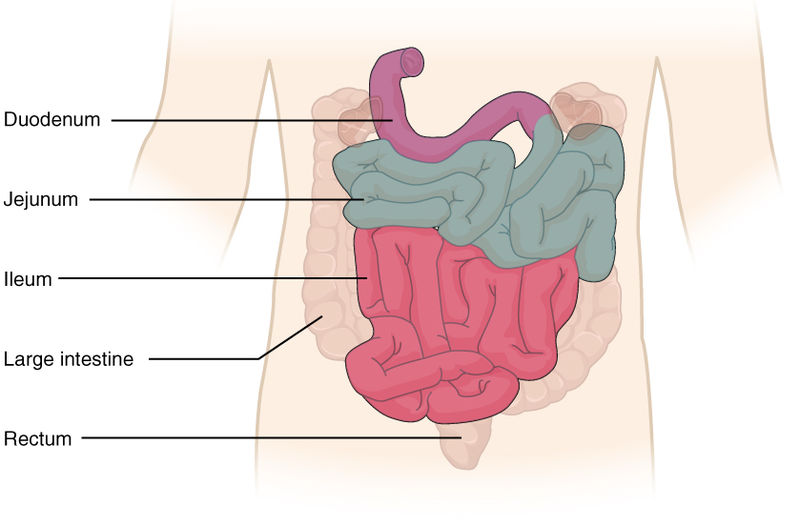 Illustration of a human small intestine with text labels for major areas