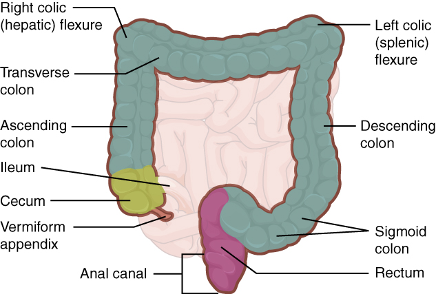 Illustration showing a human large intestine with text labels for major areas