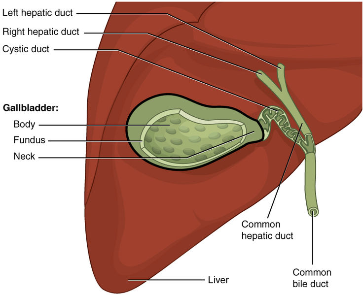 Illustration showing the human Liver, Gallbladder, and Bile Ducts with text labels for major parts