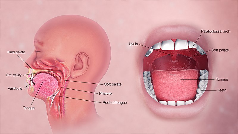 Illustration showing the human oral cavity from both the profile and forward positions